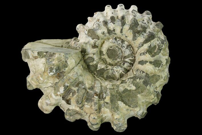 5.3" Bumpy Ammonite (Douvilleiceras) Fossil - Madagascar